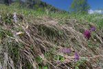 Quelles jolies fleurs, mais au nom inconnu