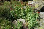 Orpin rose (Rhodolia rosea), surtout présent au S des Alpes