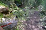 On rentre dans la forêt, avec encore des barbelés à enjamber au fond