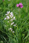 Cardamine des prés