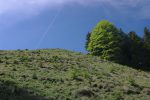 On finit par sortir de la forêt vers Le Tachin