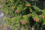 Les sapins bourgeonnent