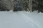 Passage en forêt