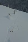 Le renard aussi !