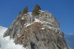 Courageux les sapins