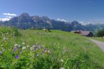 Le secteur est rempli de fleurs, superbe. Vue arrière