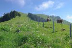 Salut les vaches ! Le chemin est peu tracé dans cette partie