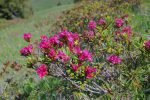 Les rhododendrons sont en fleurs