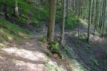 Passage en forêt en montée