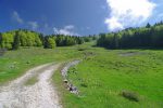 Le chemin va couper quelques lacets, mais on suit cette trouée