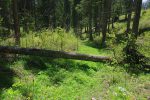 Puis on suit un chemin forestier, encombré parfois d'arbres