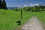 On débouche dans une belle clairière