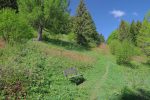 Le chemin zigzague dans une clairière où j'apprécie le soleil généreux