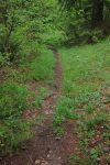 La pluie a rendu le sentier glissant, les bâtons sont appréciés