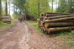 Après le golf, en forêt