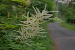 Première fois que je vois cette fleur ! Mais qu'est-ce donc ?