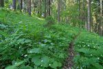 On arrive à la crête, avec un joli parterre de fleur