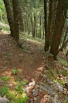 Le chemin rentre dans la forêt, il suffit de suivre les points rouges/oranges