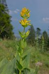 Gentiane jaune, typique du Jura