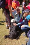 un border-collie, une animation gratuite !