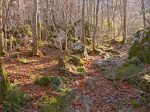 C'est la fin de l'automne, les feuilles sont tombées, mais la pluie d'hier n'a pas laissé de traces