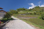 Nous montons dans le vignoble