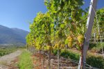 Une jeune vigne d'environ 3 ans
