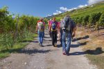 Nous continuons dans les vignes