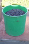 Les grappes sont récoltées