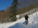 Quelques arbres à franchir avec le sol apparent à leurs pieds.