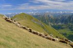 Moutons