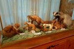 Animaux empaillés