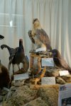 Animaux empaillés
