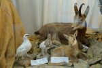Animaux empaillés