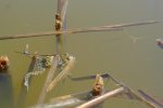 Dans l'étang, la population de grenouilles est impressionnante