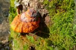 Champignon parasite, mais joli
