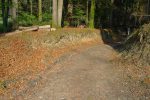 Retour dans la forêt