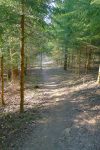 La forêt change de type