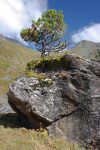 Un arbre bien insolite !