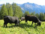 En montant à Bruson, je me suis arrêté au bord de la route pour prendre des photos de ces vaches d'Herens