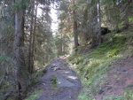 On monte dans la forêt de Dzeu des Fontanes