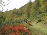 Les rhododendrons en automne sont toujours aussi beaux !