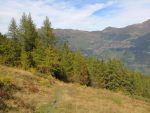 Et je reprends le chemin dans la forêt, emprunté à la montée