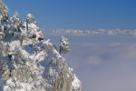 La vita è bela pour ces 4 chamois