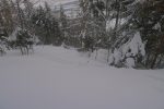 Retour en forêt