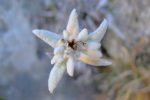 Ahhhh, enfin je trouve d'autres edelweiss, ailleurs que lors de ma première visite