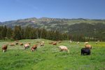 Ce fut le jour de l'inalpe, les vaches ont donc encore leurs grosses cloches