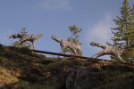 Les statues des loups au Col de la Croix
