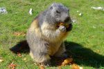 Marmotte, pas sauvage