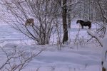 Les chevaux en liberté, j'espère qu'ils ont un poil épais !